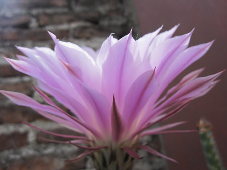 Flores de San Telmo Flores de San Telmo