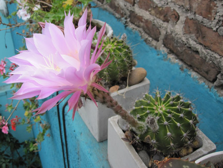 Flores de San Telmo Flores de San Telmo