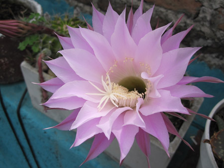 Flores de San Telmo